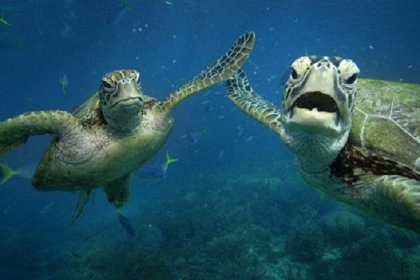 Интересные факты о морских черепахах