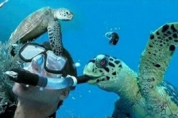 Интересные факты о морских черепахах