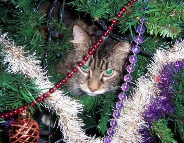 Кошка взбирается на елку