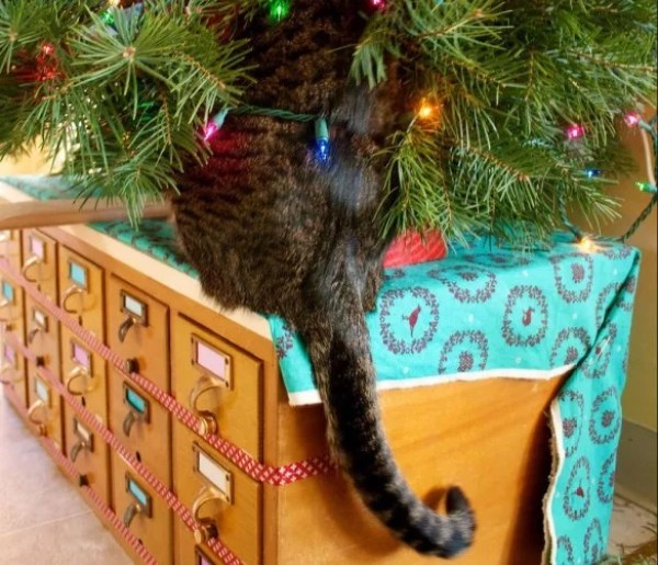 Кошка взбирается на елку