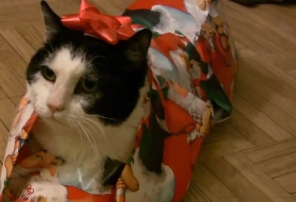 Pisica în ambalaj cadou