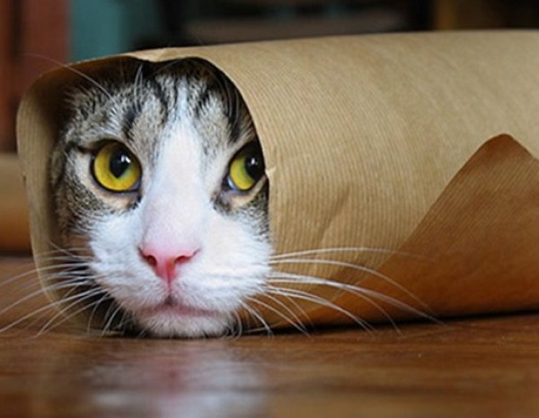 Кошка в подарочной упаковке