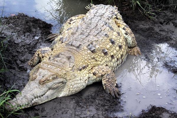 Оринокский крокодил - Вес до: 1100 кг (2425 фунтов)