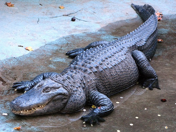 Amerikansk alligator Muja