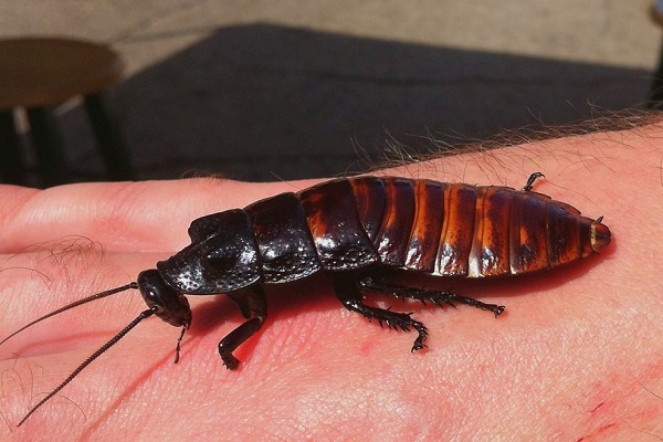 Знаете ли вы, что вы можете завести мадагаскарского шипящего таракана в качестве домашнего питомца?