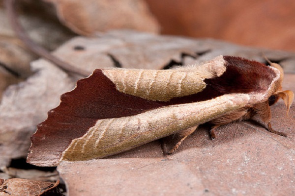 Мотылек-мимик опавших листьев (Uropyia meticulodina)