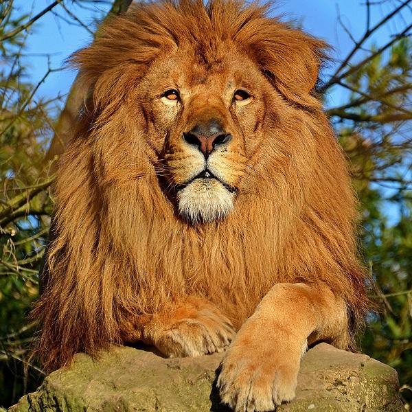 Увлекательные, но малоизвестные факты о львах