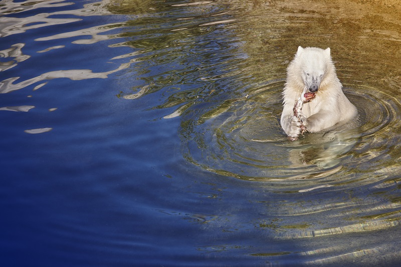 Puiul de urs polar mănâncă apă. Fundal cu animale sălbatice