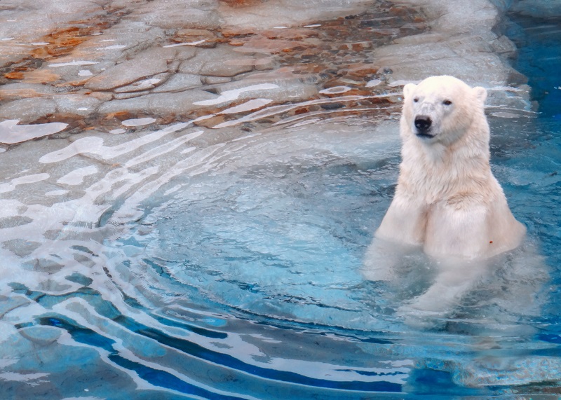 купание белого медведя