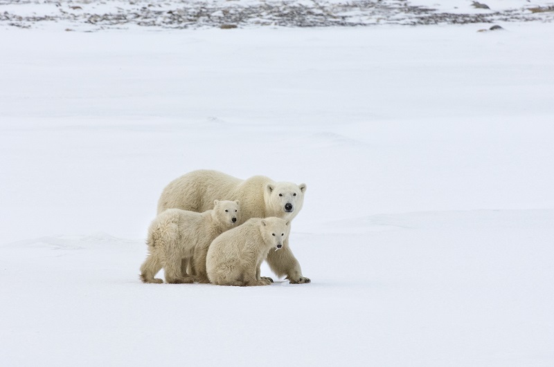 Национальный парк Вапуск, Канада, группа белых медведей, взрослый и два детеныша в дикой природе.