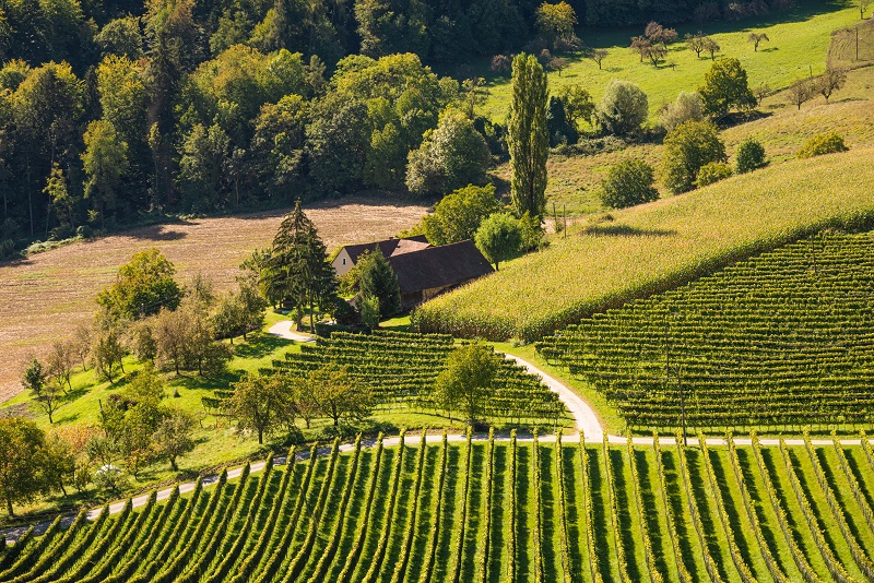 Урожай виноградной лозы видел с винного маршрута на границе Австрии и Словении.