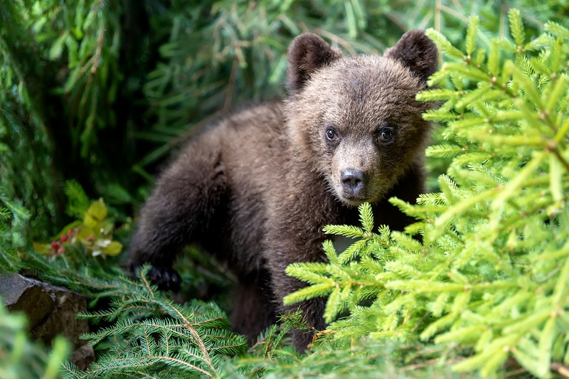 Медвежонок бурого медведя в лесу