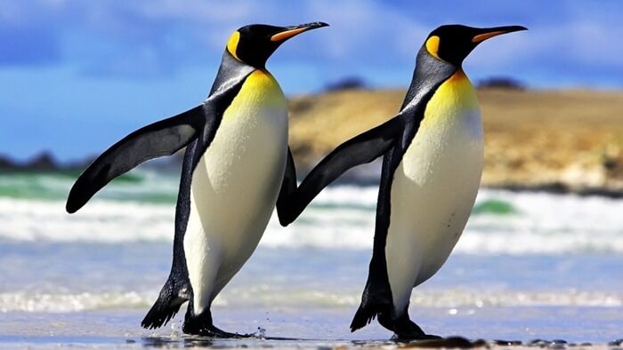 Pinguini imperatori
