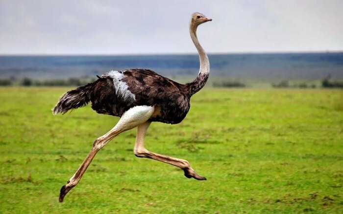 Африканский страус – самая большая птица в мире
