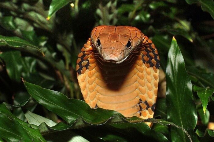 Королевская кобра самая большая ядовитая змея