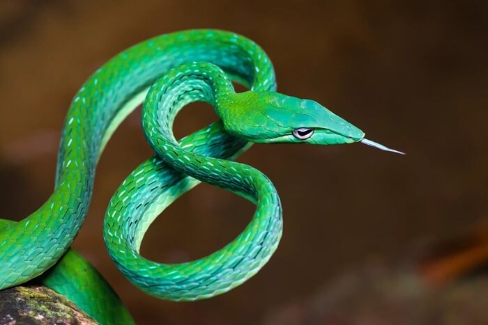Grasgrüner Peitscher, eine wunderschöne Schlange