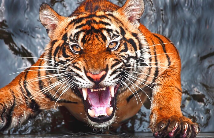Тигр самый страшный хищник