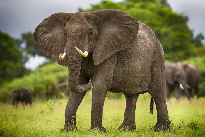 Африканский саванный слон 