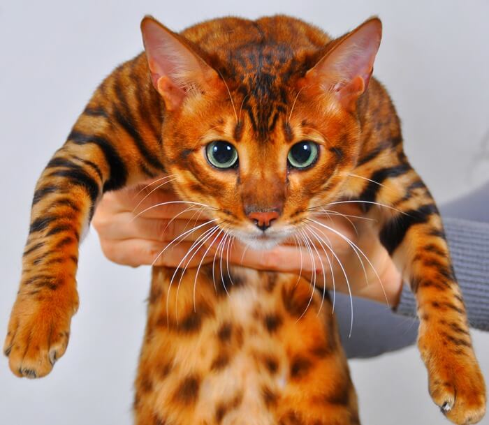 Тойгер кошка-тигр