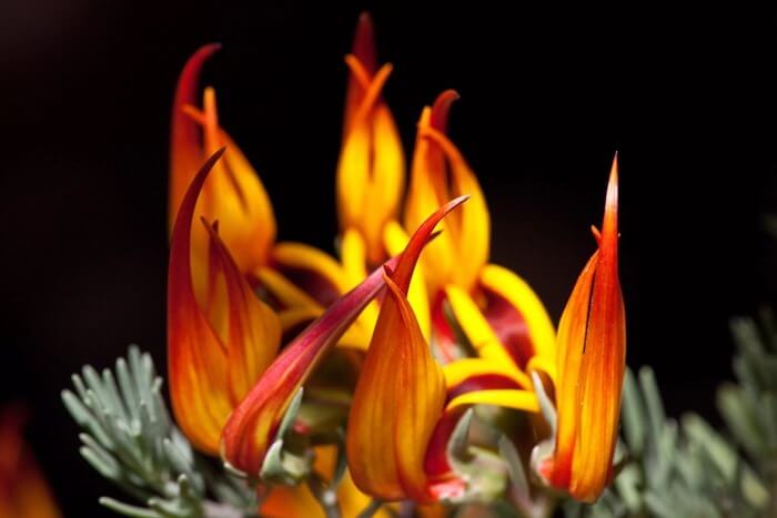 Lotus berthelotii – необычайно красивый цветок