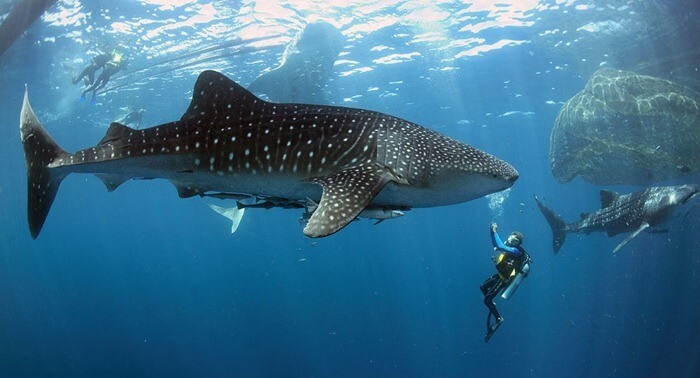 Китовая акула – самая большая рыба в мире