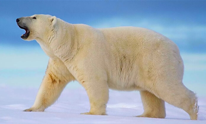 Ursul polar alb - cel mai mare din lume