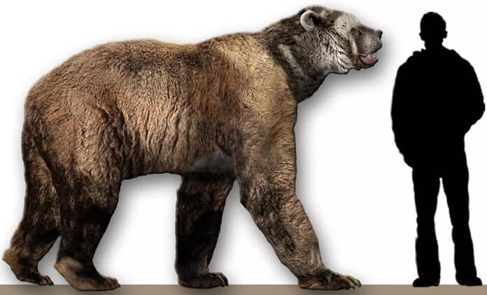 Arctodus simus – самый крупный, высокий и тяжелый медведь в истории