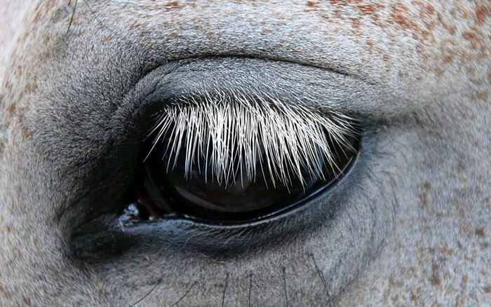 Bulu mata kuda
