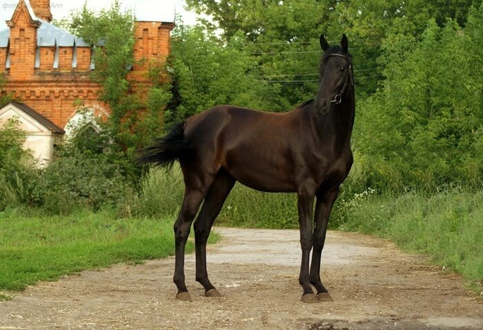 Русская верховая лошадь (Орлово-Ростопчинская)