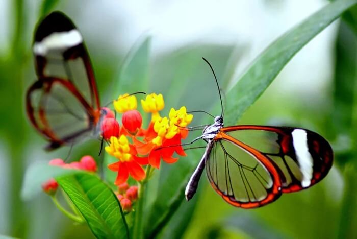 Стеклянная бабочка (Greta oto) – самая красивыя бабочка