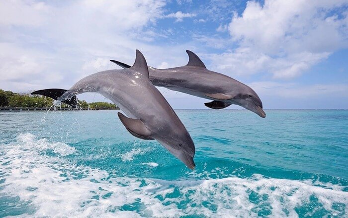 Красивый Дельфин (Dolphin) 