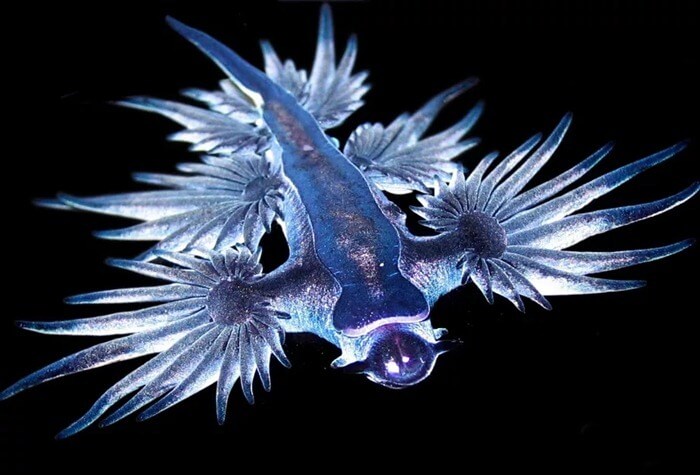 Голубой дракон или голубой ангел (Glaucus atlanticus) 