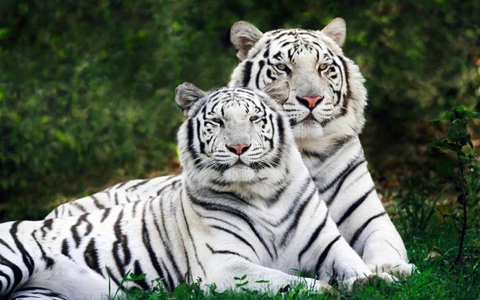 Белый бенгальский тигр (Panthera tigris bengalensis)