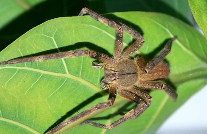 Бразильский странствующий паук (Phoneutria fera)