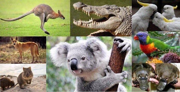 Животные живущие в Австралии