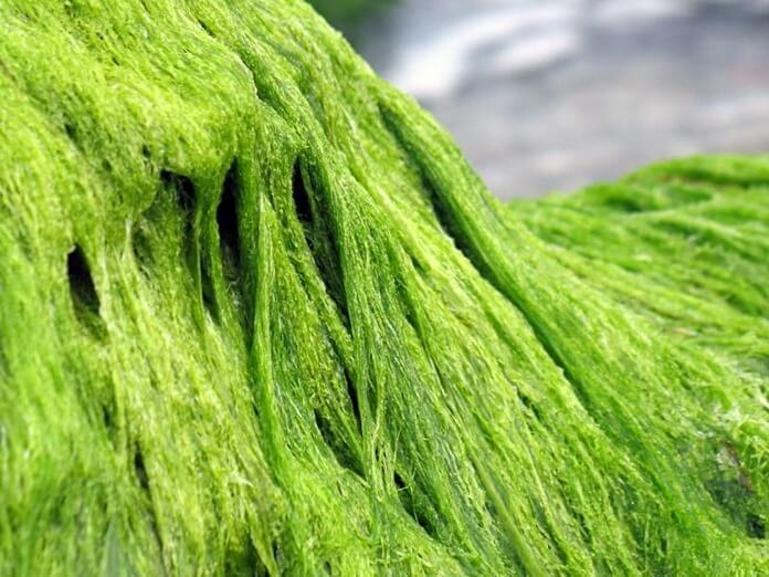 Tekstil na osnovi alg