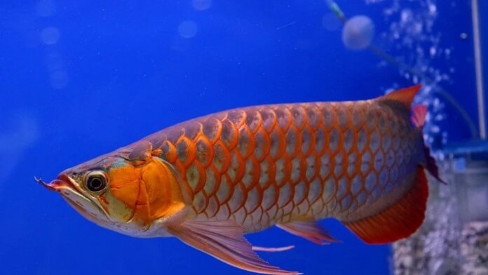 Platin-asiatischer Arowana ist der teuerste Fisch der Welt