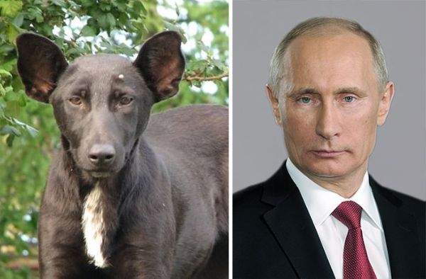 Двойници на знаменитости - Путин и кучето