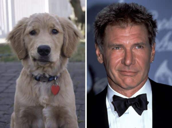 Ünlü doppelgängers Harrison Ford'u bile etkiliyor