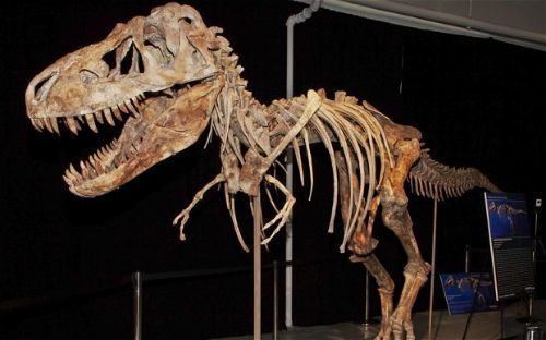 Удивительные факты о динозаврах — Продолжительность жизни