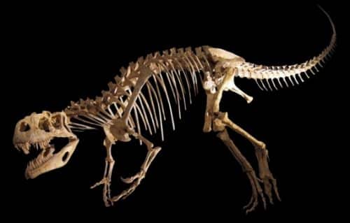 Полые кости — удивительные факты о динозаврах