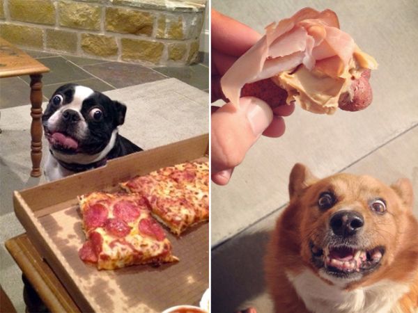 Köpekler ve Yiyecekler Hakkında Gerçekler - Doğal Etoburlar