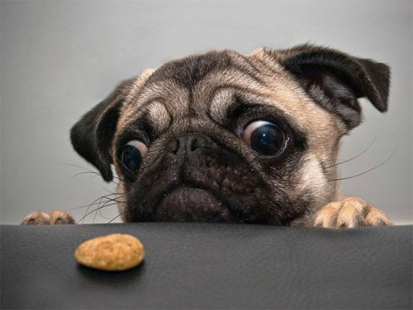 Факты о собаках и еде предупреждают нас об опасных алиментах