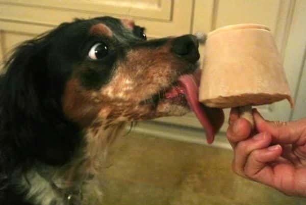 PB trik je jedním z úžasných triků pro každého majitele psa.