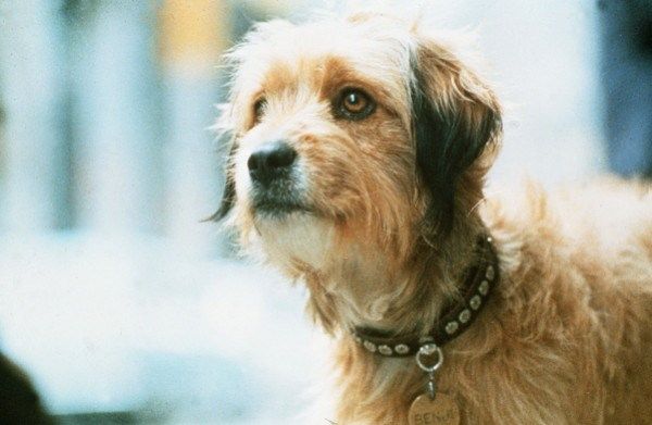 Бенджи – самые известные собаки всех времен