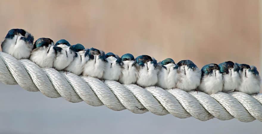 fugle af samme fjer, samles i flok