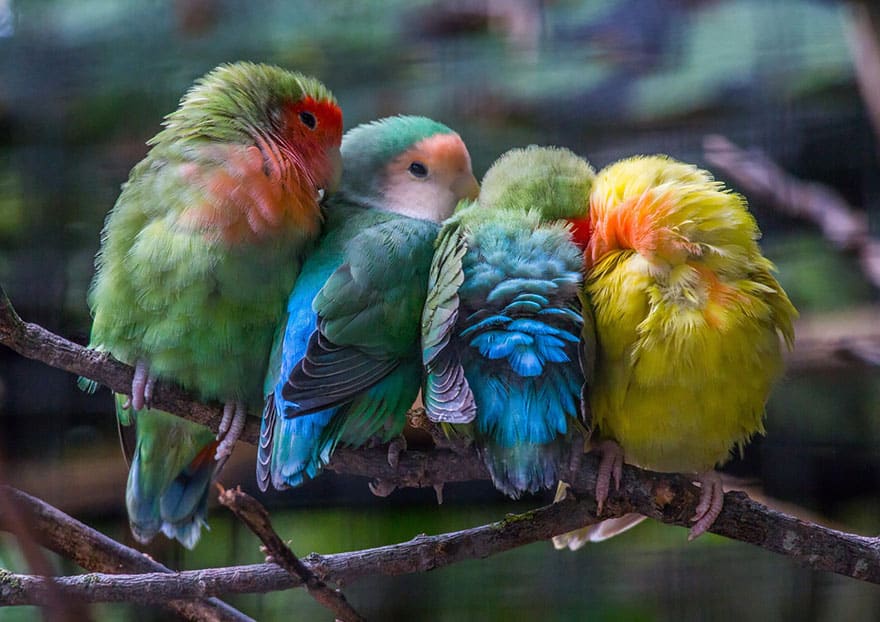 птици от перушина се събират заедно
