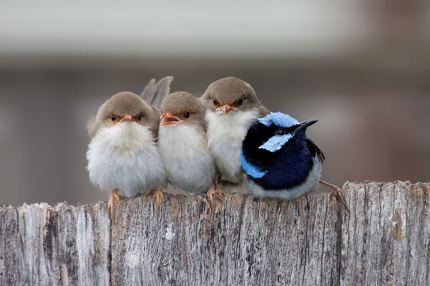 burung-burung berbulu berkumpul bersama