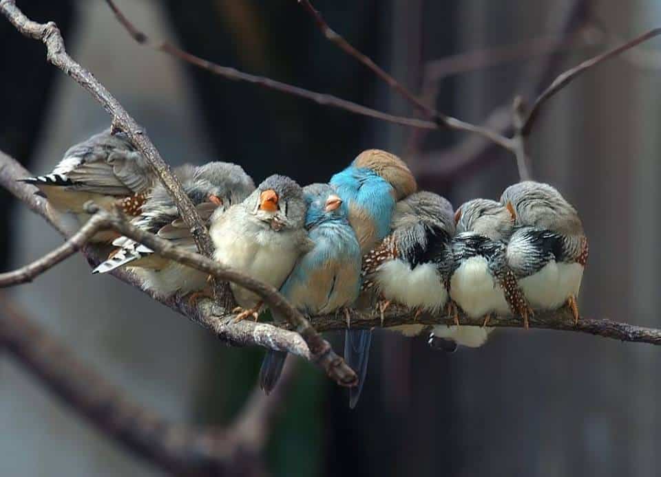 burung-burung berbulu berkumpul bersama