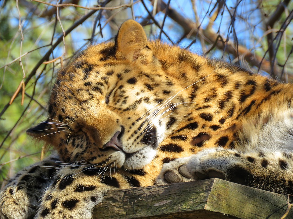 leopard spí